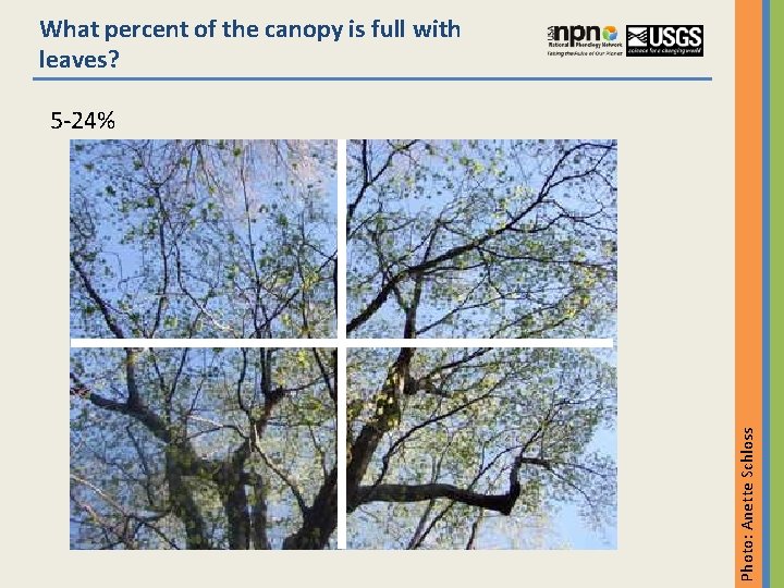 What percent of the canopy is full with leaves? Photo: Anette Schloss 5 -24%