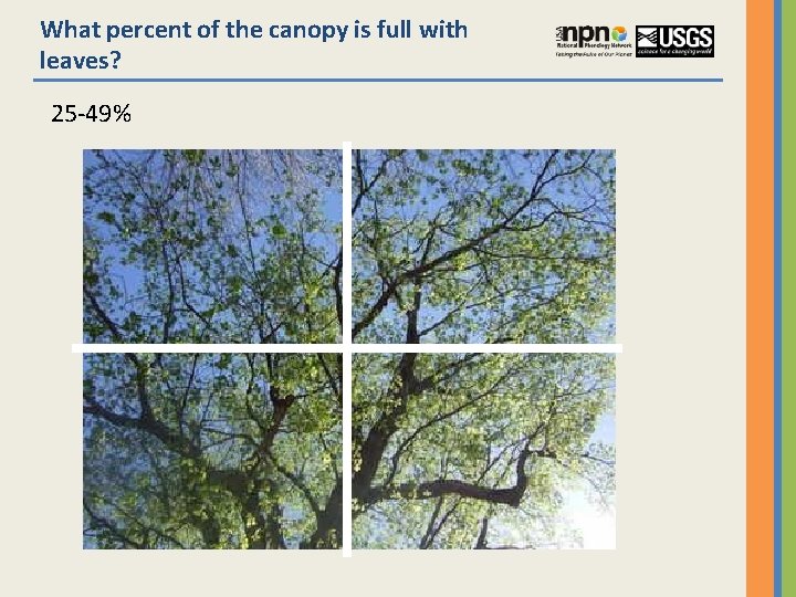 What percent of the canopy is full with leaves? 25 -49% 