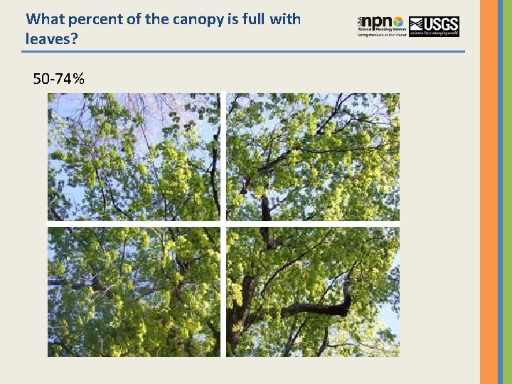 What percent of the canopy is full with leaves? 50 -74% 