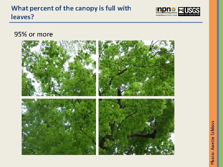 What percent of the canopy is full with leaves? Photo: Anette Schloss 95% or