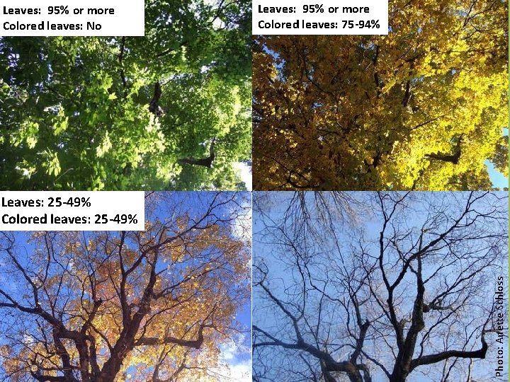 Leaves: 95% or more Colored leaves: No Leaves: 95% or more Colored leaves: 75