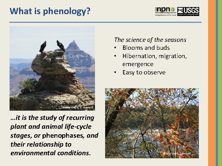 What is phenology? The science of the seasons • Blooms and buds • Hibernation,