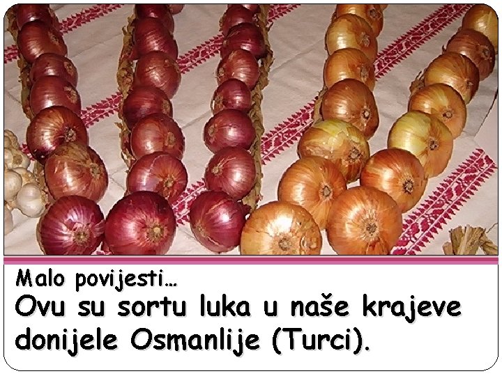 Malo povijesti… Ovu su sortu luka u naše krajeve donijele Osmanlije (Turci). 