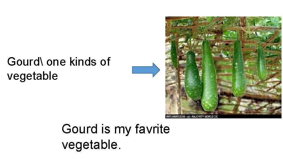 Gourd one kinds of vegetable Gourd is my favrite vegetable. 