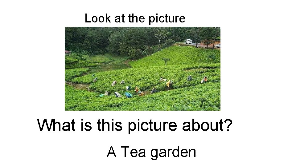 Look at the picture What is this picture about? A Tea garden 