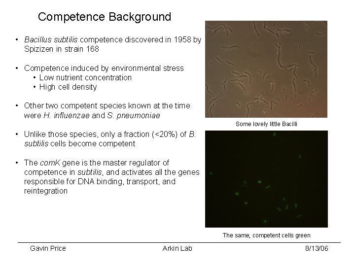 Competence Background • Bacillus subtilis competence discovered in 1958 by Spizizen in strain 168