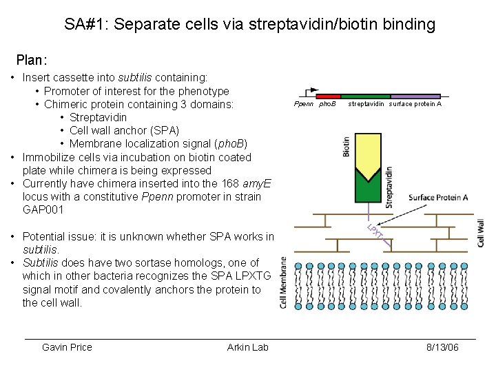 SA#1: Separate cells via streptavidin/biotin binding Plan: • Insert cassette into subtilis containing: •