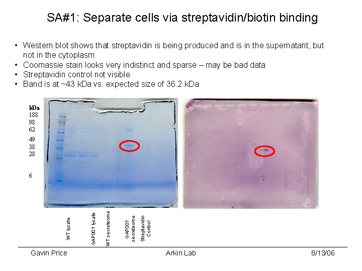 SA#1: Separate cells via streptavidin/biotin binding • Western blot shows that streptavidin is being