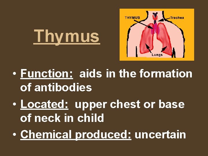 Thymus • Function: aids in the formation of antibodies • Located: upper chest or