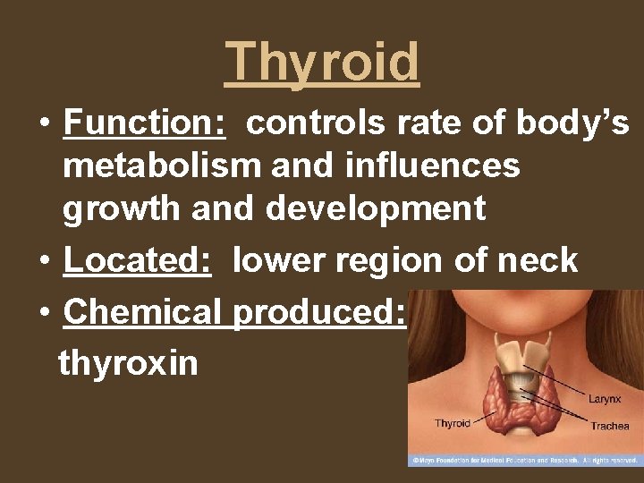 Thyroid • Function: controls rate of body’s metabolism and influences growth and development •