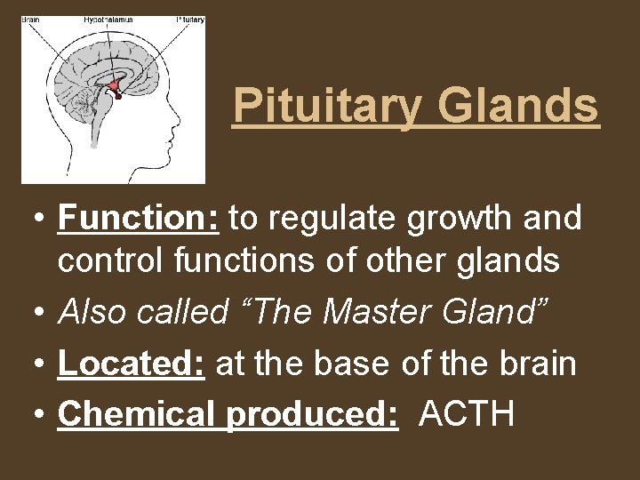 Pituitary Glands • Function: to regulate growth and control functions of other glands •