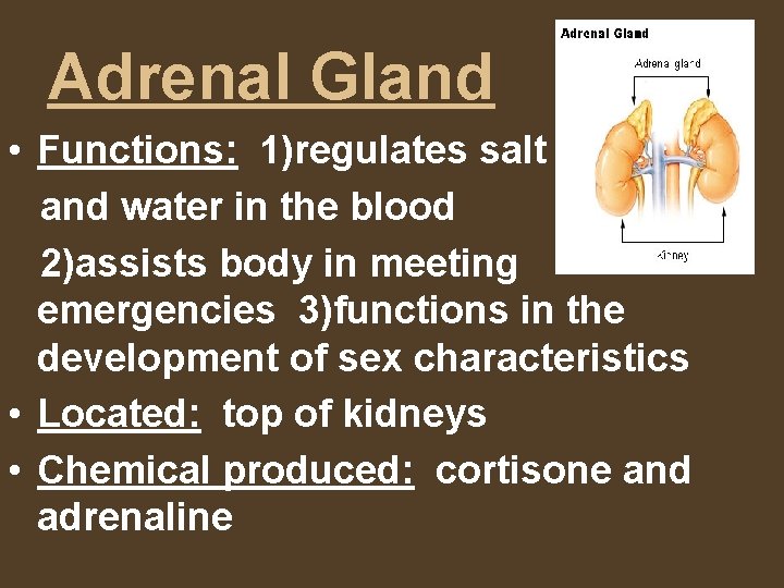 Adrenal Gland • Functions: 1)regulates salt and water in the blood 2)assists body in