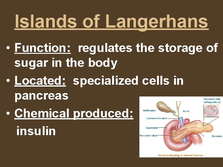 Islands of Langerhans • Function: regulates the storage of sugar in the body •