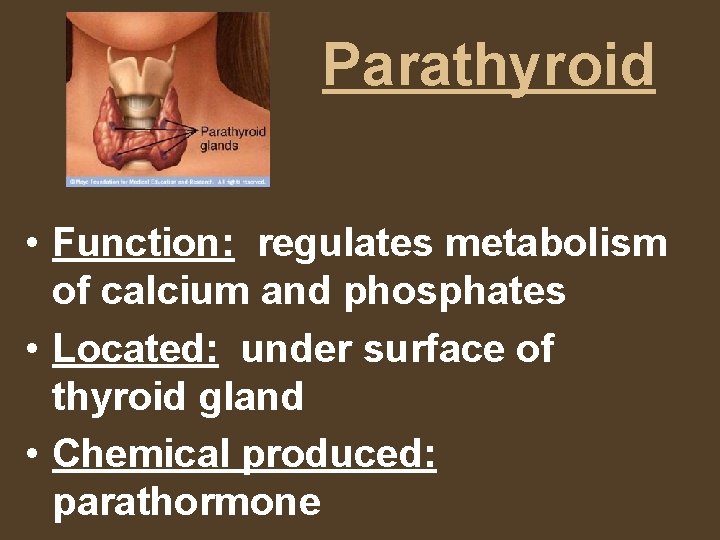 Parathyroid • Function: regulates metabolism of calcium and phosphates • Located: under surface of
