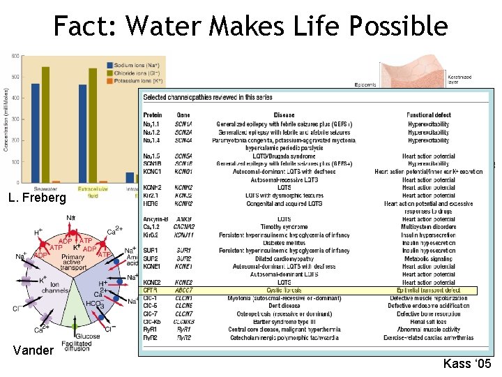 Fact: Water Makes Life Possible Fox L. Freberg Vander Kass ‘ 05 