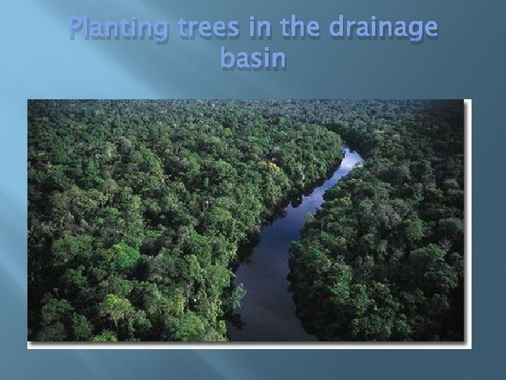 Planting trees in the drainage basin 