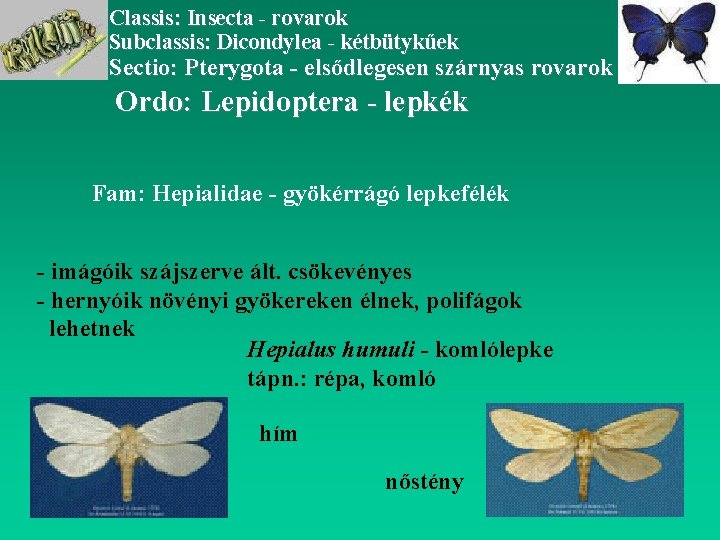 Classis: Insecta - rovarok Subclassis: Dicondylea - kétbütykűek Sectio: Pterygota - elsődlegesen szárnyas rovarok