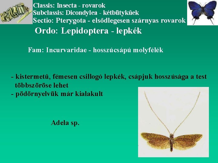 Classis: Insecta - rovarok Subclassis: Dicondylea - kétbütykűek Sectio: Pterygota - elsődlegesen szárnyas rovarok