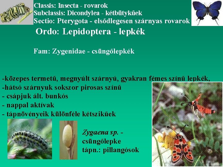Classis: Insecta - rovarok Subclassis: Dicondylea - kétbütykűek Sectio: Pterygota - elsődlegesen szárnyas rovarok