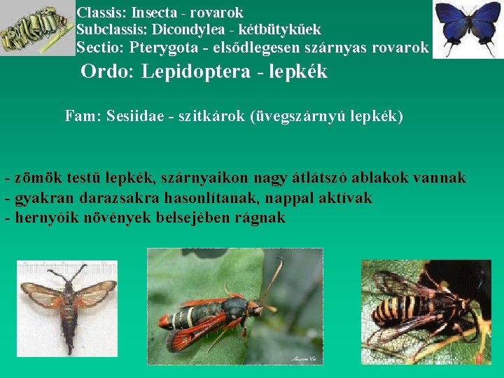 Classis: Insecta - rovarok Subclassis: Dicondylea - kétbütykűek Sectio: Pterygota - elsődlegesen szárnyas rovarok