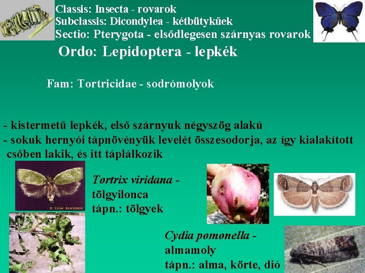 Classis: Insecta - rovarok Subclassis: Dicondylea - kétbütykűek Sectio: Pterygota - elsődlegesen szárnyas rovarok