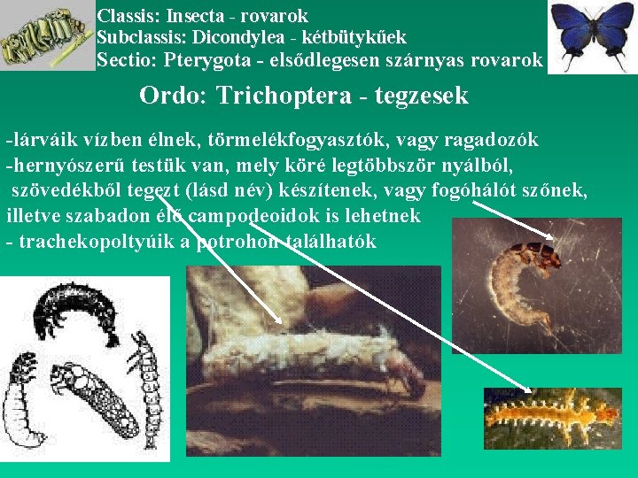 Classis: Insecta - rovarok Subclassis: Dicondylea - kétbütykűek Sectio: Pterygota - elsődlegesen szárnyas rovarok