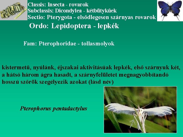 Classis: Insecta - rovarok Subclassis: Dicondylea - kétbütykűek Sectio: Pterygota - elsődlegesen szárnyas rovarok