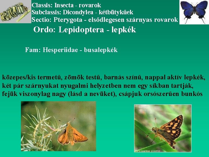 Classis: Insecta - rovarok Subclassis: Dicondylea - kétbütykűek Sectio: Pterygota - elsődlegesen szárnyas rovarok