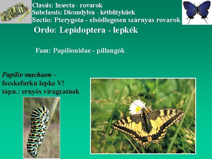 Classis: Insecta - rovarok Subclassis: Dicondylea - kétbütykűek Sectio: Pterygota - elsődlegesen szárnyas rovarok