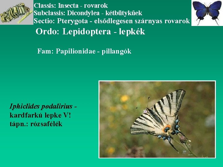 Classis: Insecta - rovarok Subclassis: Dicondylea - kétbütykűek Sectio: Pterygota - elsődlegesen szárnyas rovarok