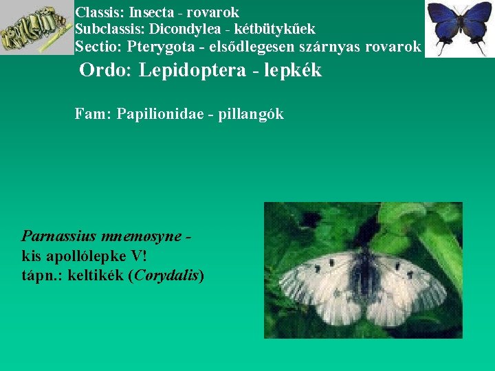 Classis: Insecta - rovarok Subclassis: Dicondylea - kétbütykűek Sectio: Pterygota - elsődlegesen szárnyas rovarok