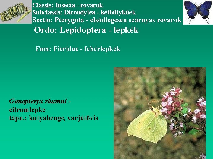 Classis: Insecta - rovarok Subclassis: Dicondylea - kétbütykűek Sectio: Pterygota - elsődlegesen szárnyas rovarok