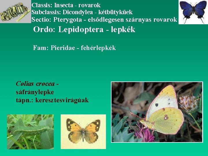 Classis: Insecta - rovarok Subclassis: Dicondylea - kétbütykűek Sectio: Pterygota - elsődlegesen szárnyas rovarok