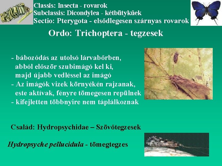 Classis: Insecta - rovarok Subclassis: Dicondylea - kétbütykűek Sectio: Pterygota - elsődlegesen szárnyas rovarok