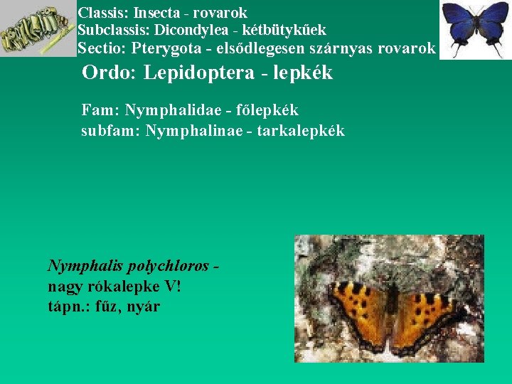 Classis: Insecta - rovarok Subclassis: Dicondylea - kétbütykűek Sectio: Pterygota - elsődlegesen szárnyas rovarok