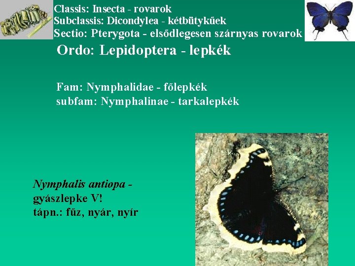 Classis: Insecta - rovarok Subclassis: Dicondylea - kétbütykűek Sectio: Pterygota - elsődlegesen szárnyas rovarok