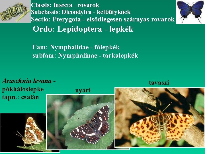 Classis: Insecta - rovarok Subclassis: Dicondylea - kétbütykűek Sectio: Pterygota - elsődlegesen szárnyas rovarok