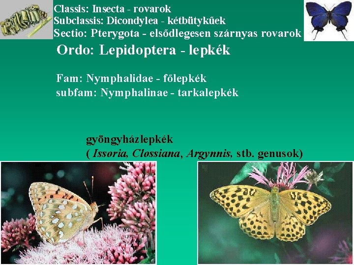 Classis: Insecta - rovarok Subclassis: Dicondylea - kétbütykűek Sectio: Pterygota - elsődlegesen szárnyas rovarok