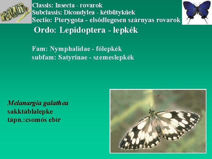 Classis: Insecta - rovarok Subclassis: Dicondylea - kétbütykűek Sectio: Pterygota - elsődlegesen szárnyas rovarok