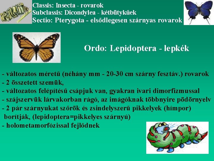 Classis: Insecta - rovarok Subclassis: Dicondylea - kétbütykűek Sectio: Pterygota - elsődlegesen szárnyas rovarok