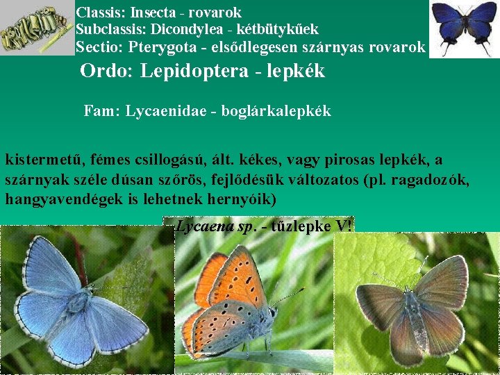 Classis: Insecta - rovarok Subclassis: Dicondylea - kétbütykűek Sectio: Pterygota - elsődlegesen szárnyas rovarok