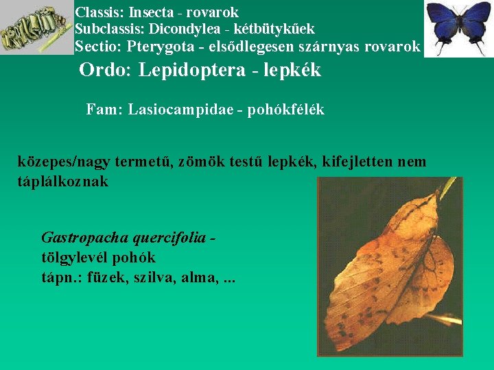 Classis: Insecta - rovarok Subclassis: Dicondylea - kétbütykűek Sectio: Pterygota - elsődlegesen szárnyas rovarok