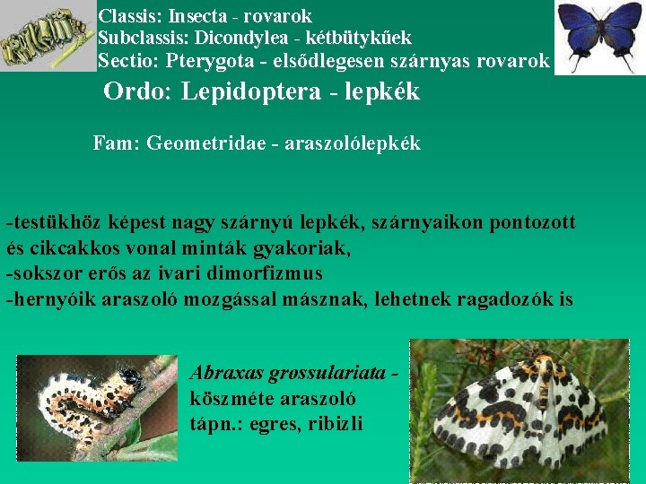 Classis: Insecta - rovarok Subclassis: Dicondylea - kétbütykűek Sectio: Pterygota - elsődlegesen szárnyas rovarok