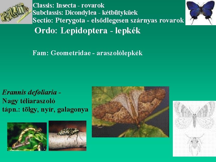 Classis: Insecta - rovarok Subclassis: Dicondylea - kétbütykűek Sectio: Pterygota - elsődlegesen szárnyas rovarok