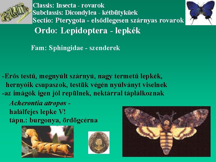 Classis: Insecta - rovarok Subclassis: Dicondylea - kétbütykűek Sectio: Pterygota - elsődlegesen szárnyas rovarok