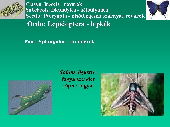 Classis: Insecta - rovarok Subclassis: Dicondylea - kétbütykűek Sectio: Pterygota - elsődlegesen szárnyas rovarok