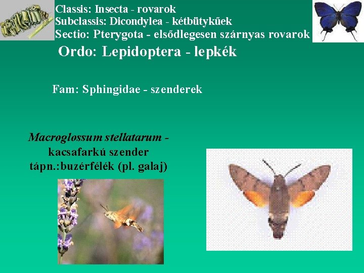 Classis: Insecta - rovarok Subclassis: Dicondylea - kétbütykűek Sectio: Pterygota - elsődlegesen szárnyas rovarok