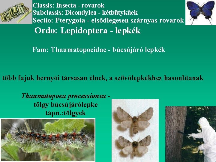 Classis: Insecta - rovarok Subclassis: Dicondylea - kétbütykűek Sectio: Pterygota - elsődlegesen szárnyas rovarok