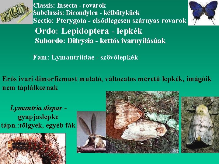 Classis: Insecta - rovarok Subclassis: Dicondylea - kétbütykűek Sectio: Pterygota - elsődlegesen szárnyas rovarok