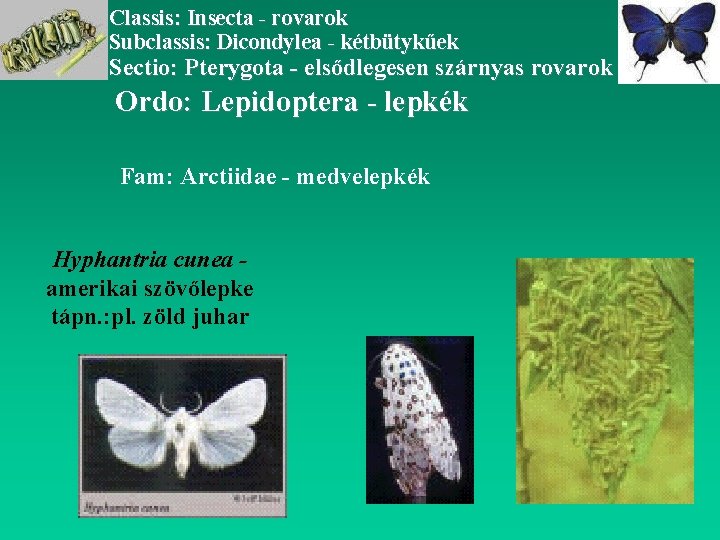 Classis: Insecta - rovarok Subclassis: Dicondylea - kétbütykűek Sectio: Pterygota - elsődlegesen szárnyas rovarok